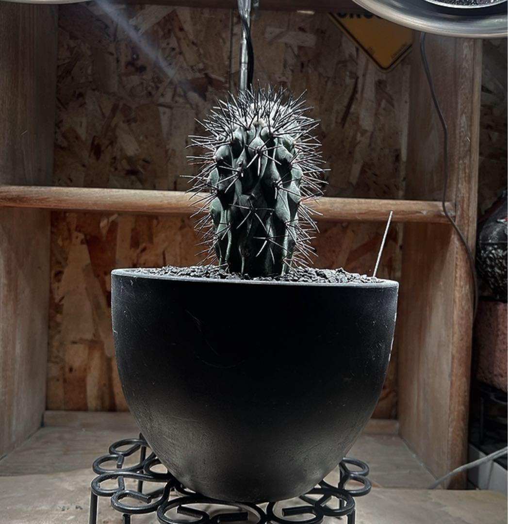 コピアポア 黒士冠ダブルベッド× NEIGHBORHOOD SRL Lサイズ