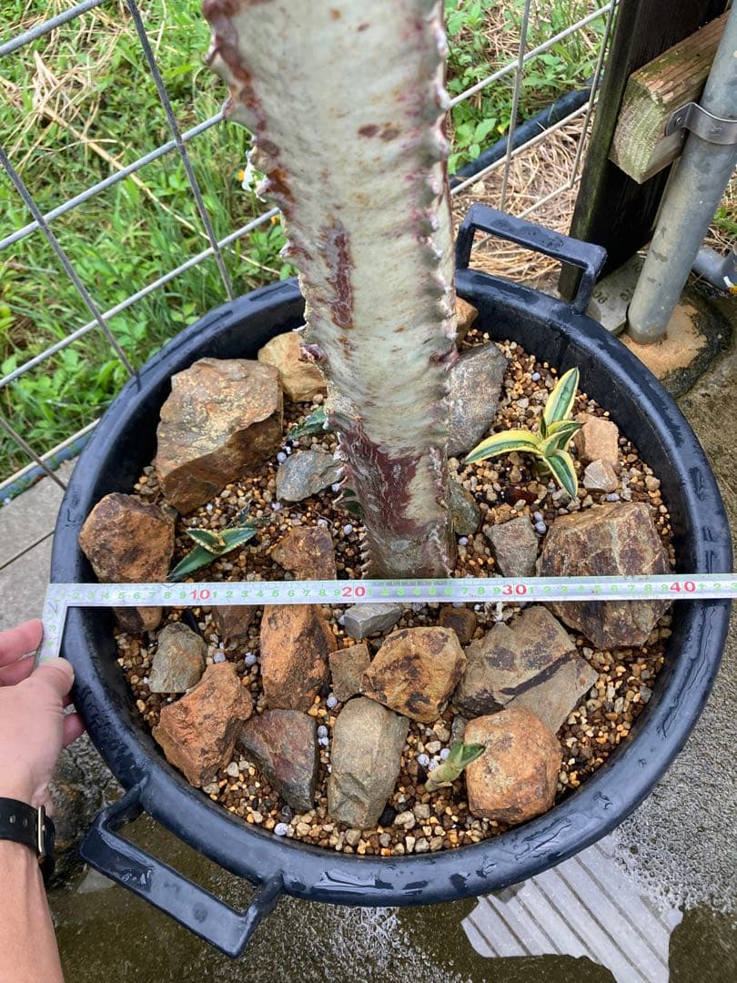 ホワイトゴースト20年物(引取り限定)