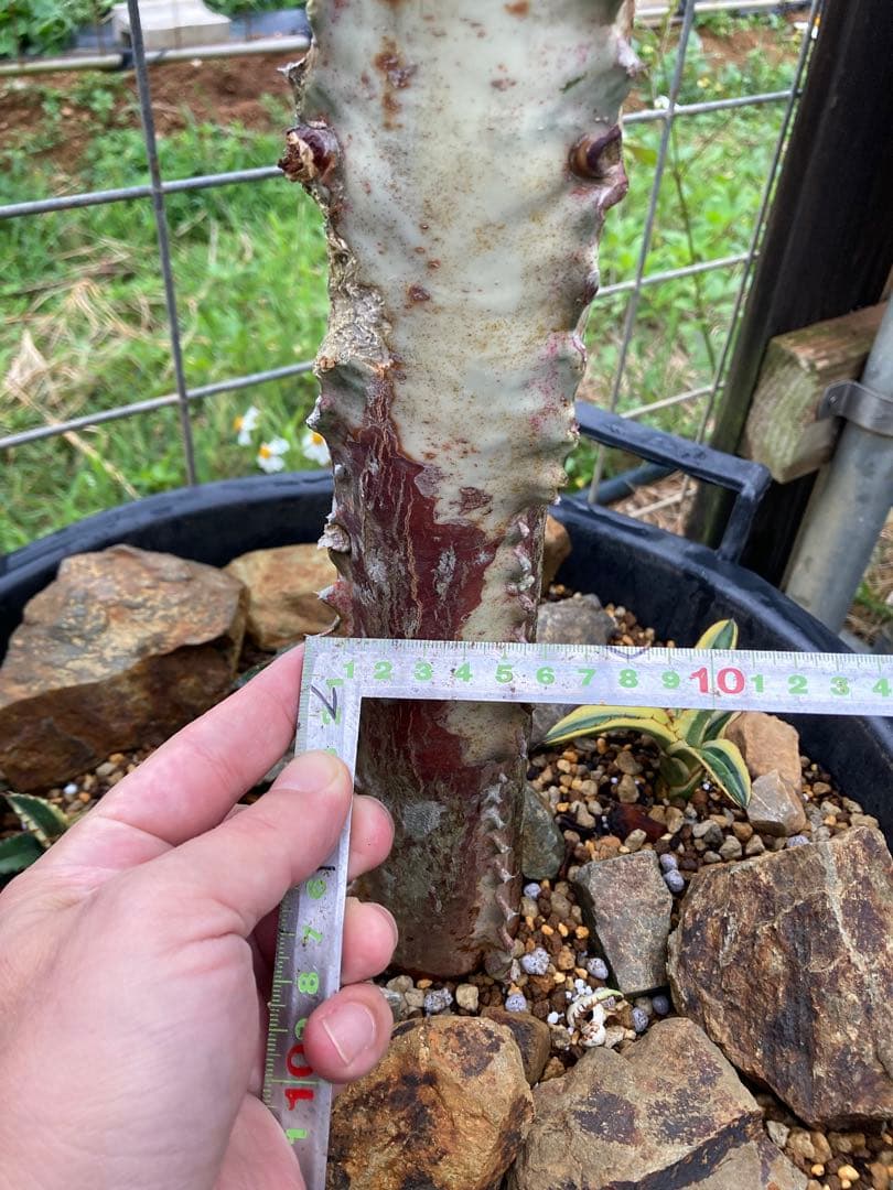 ホワイトゴースト20年物(引取り限定)