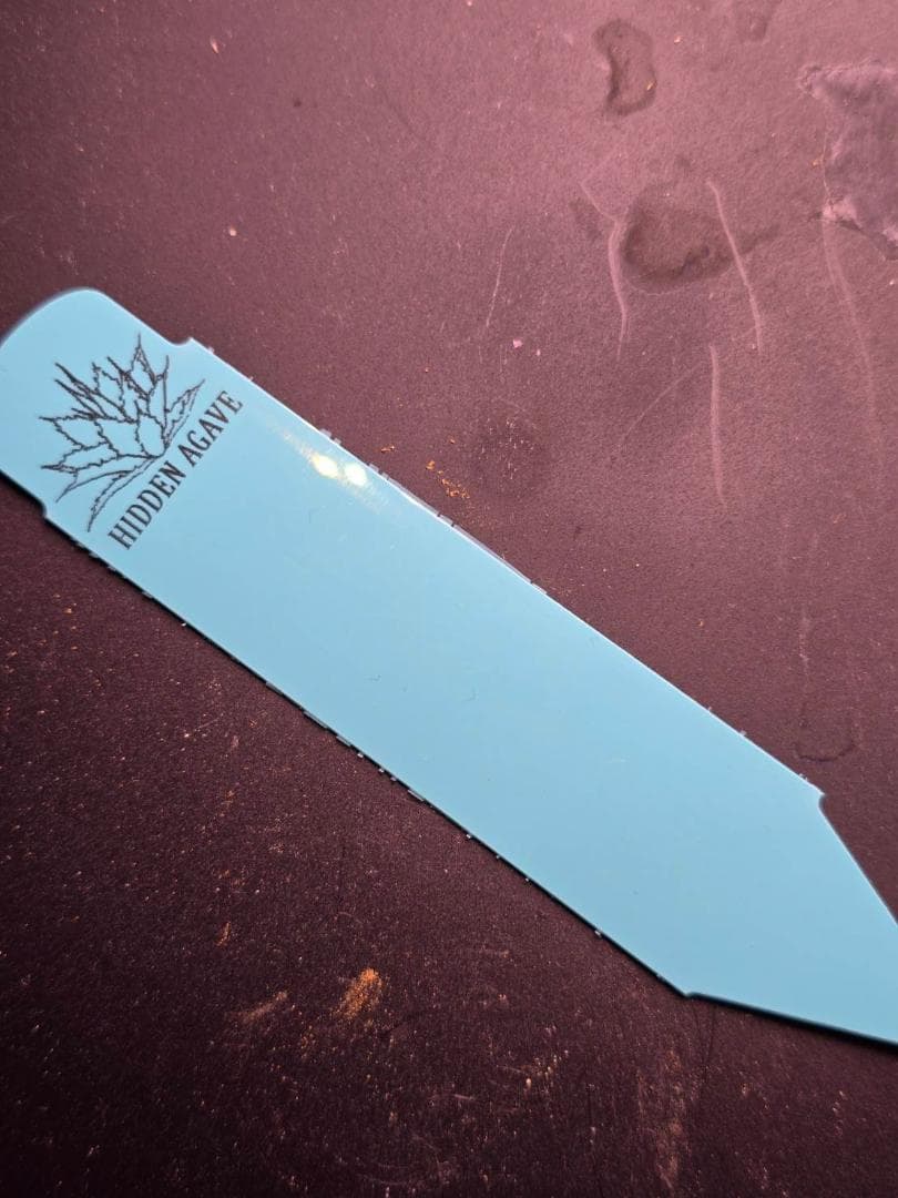HIDDEN AGAVE アガベ　ジェレミー　実生