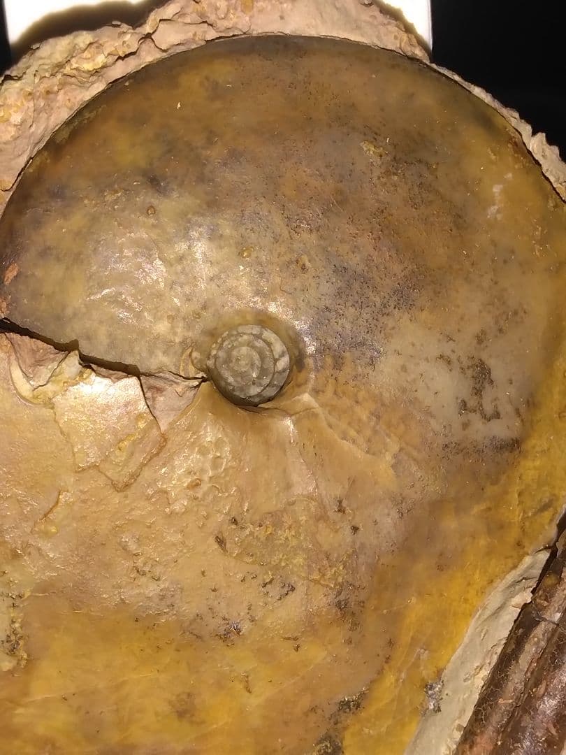 ドイツ産　アンモナイト　オキシセライテス　希少　ベレムナイト　化石