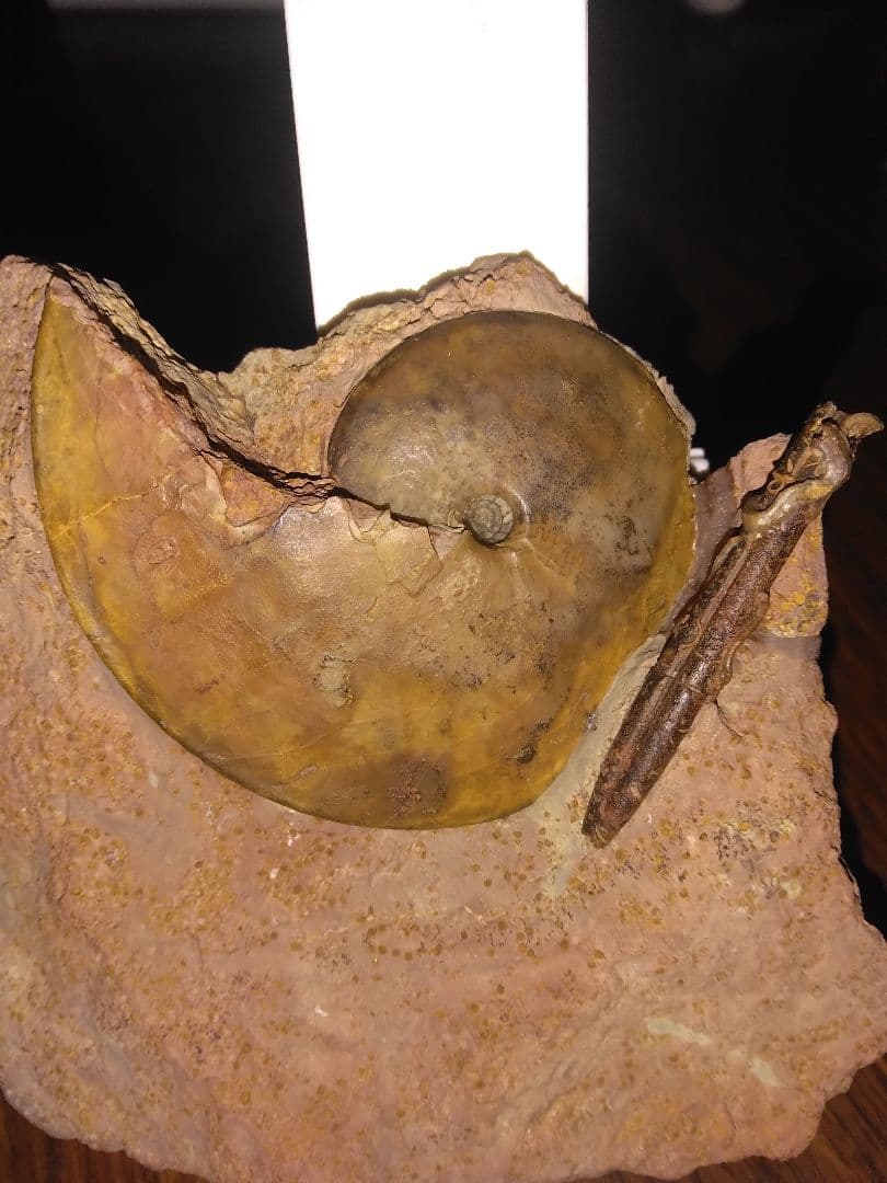 ドイツ産　アンモナイト　オキシセライテス　希少　ベレムナイト　化石