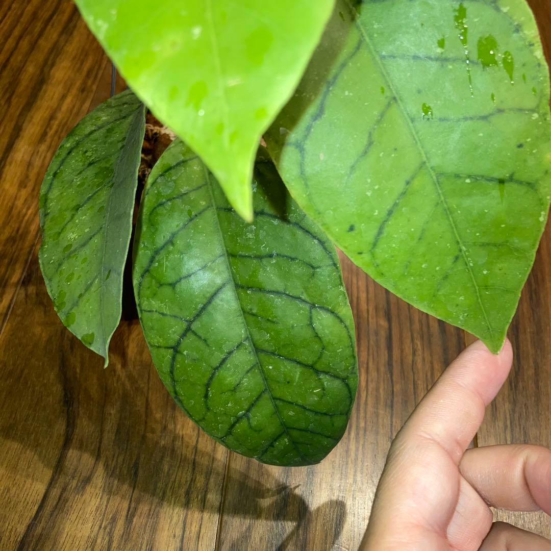 ホヤ カリストフィラ ジャイアント【現品・鉢付・タグ付・メルカリ便】サクララン