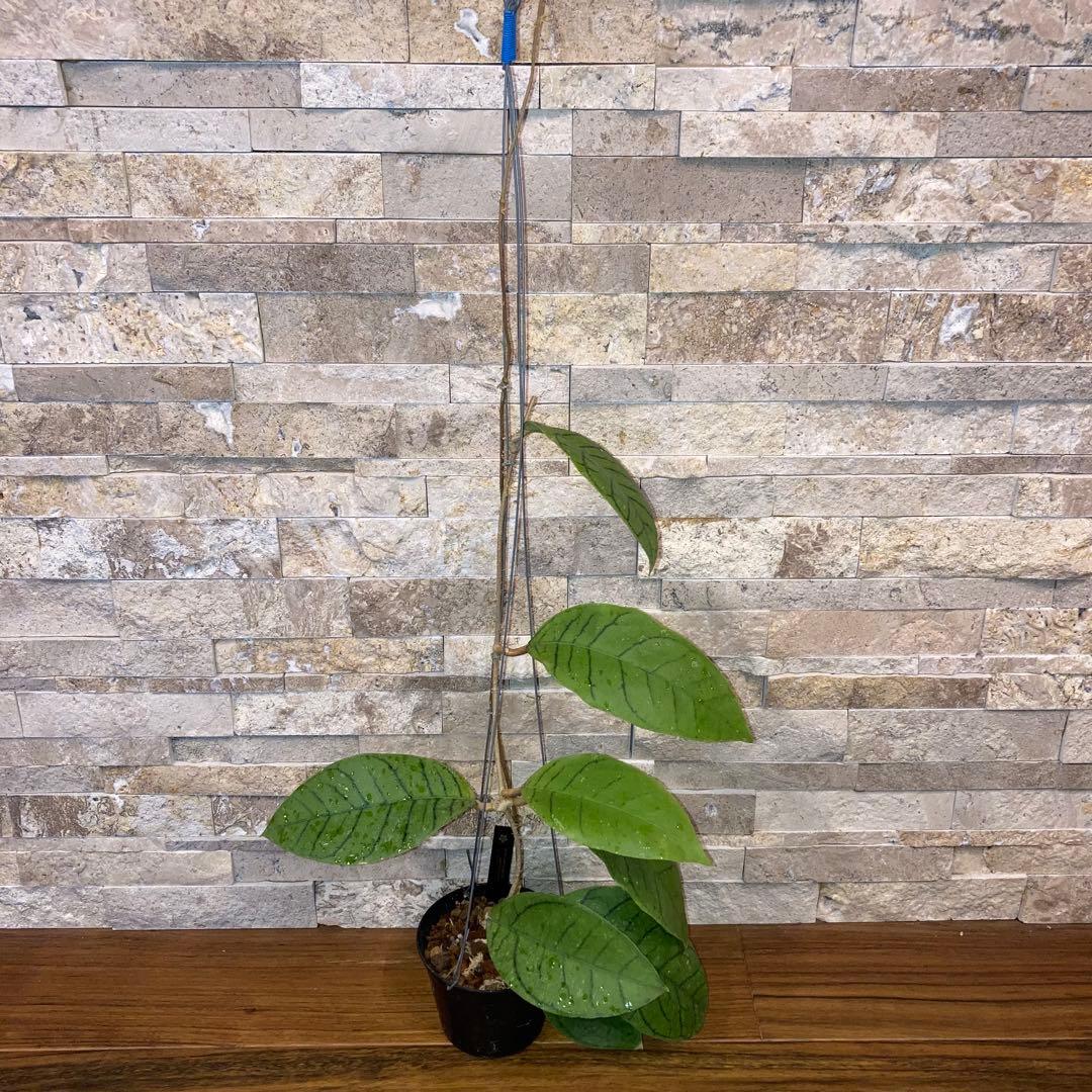 ホヤ カリストフィラ ジャイアント【現品・鉢付・タグ付・メルカリ便】サクララン