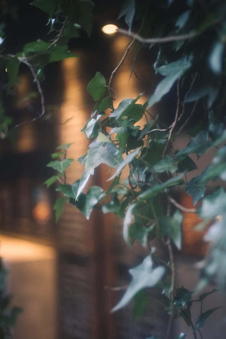 銘玉！Summicron 50mm F2 1st 前期 固定鏡胴 オールドレンズ