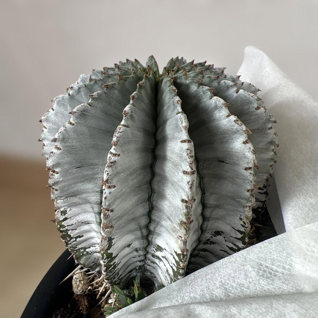 ユーフォルビア　ホリダ　白　子株付き　実生　①