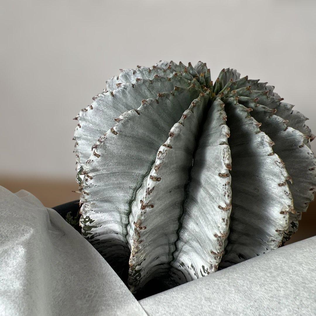 ユーフォルビア　ホリダ　白　子株付き　実生　①