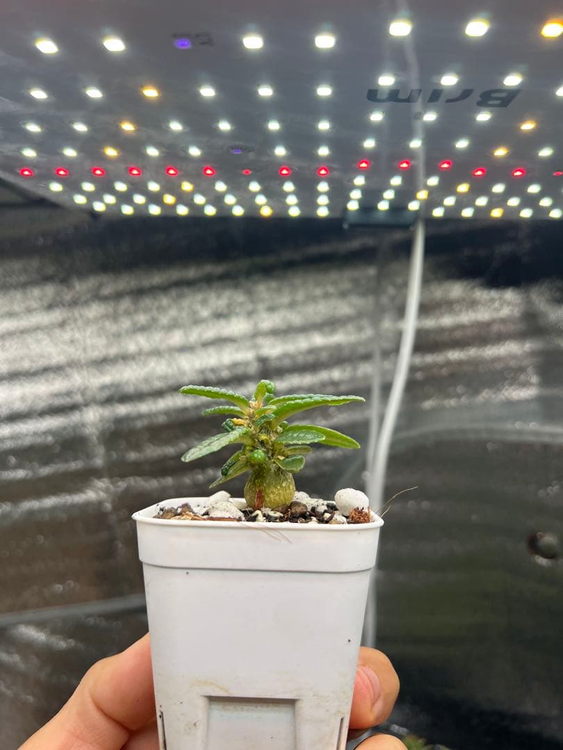 ドルステニアギガス　ブラータ　実生株