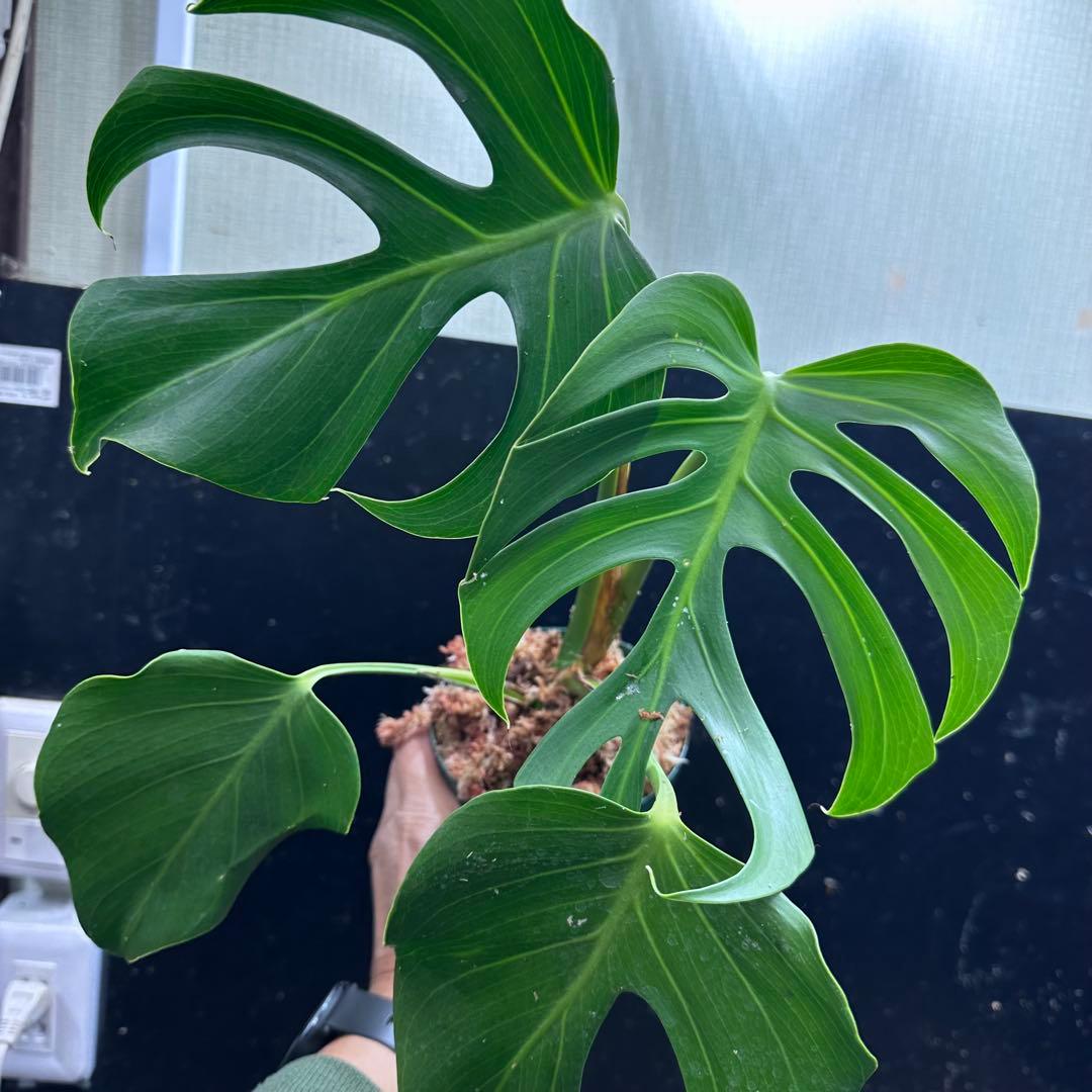 ル*ス様 モンステラデリシオーサシエラナオアハカ増殖株大株美葉個体レア