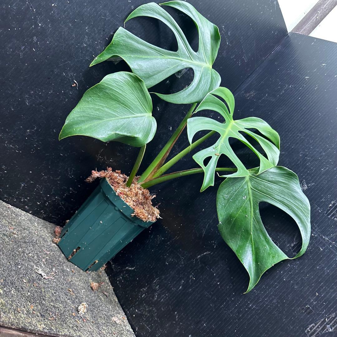 ル*ス様 モンステラデリシオーサシエラナオアハカ増殖株大株美葉個体レア