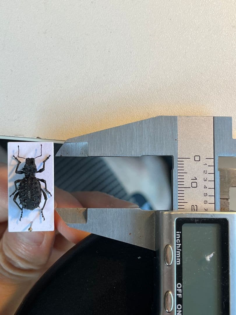 【18mm】トゲトゲヘンテコゾウムシ Acantholophus 標本