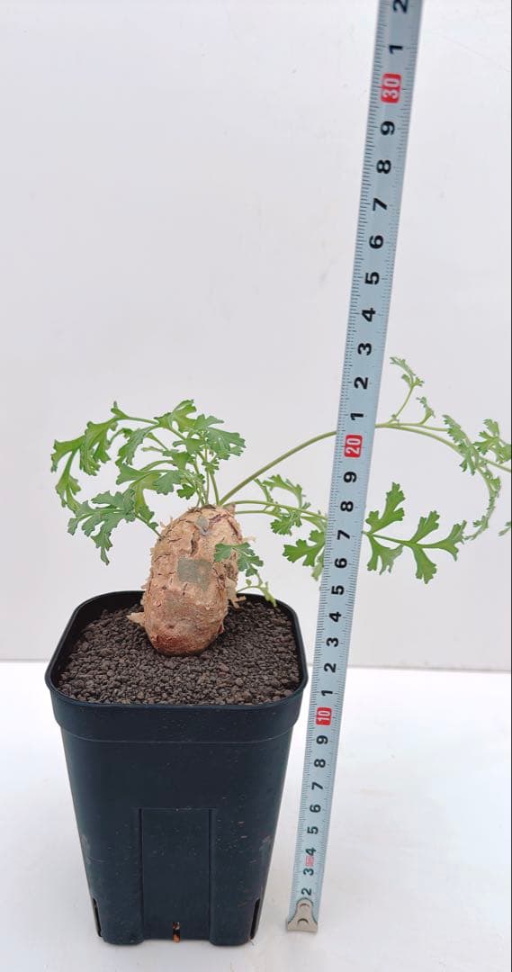 ペラルゴニウム　パラビフローラム