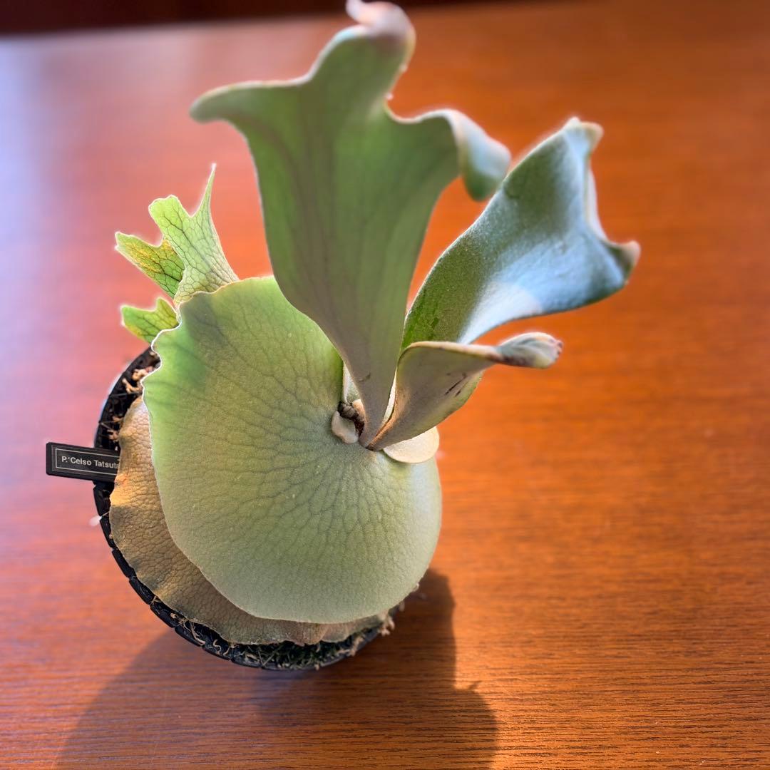 ビカクシダ P. Willinckii Celso Tatsuta