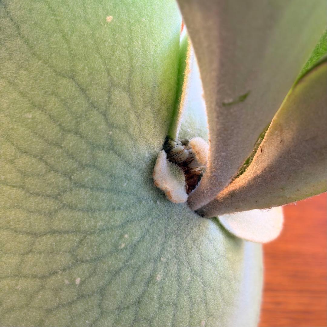 ビカクシダ P. Willinckii Celso Tatsuta