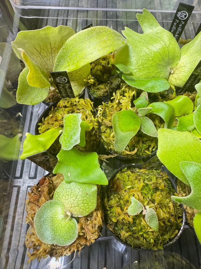 ビカクシダ　15種