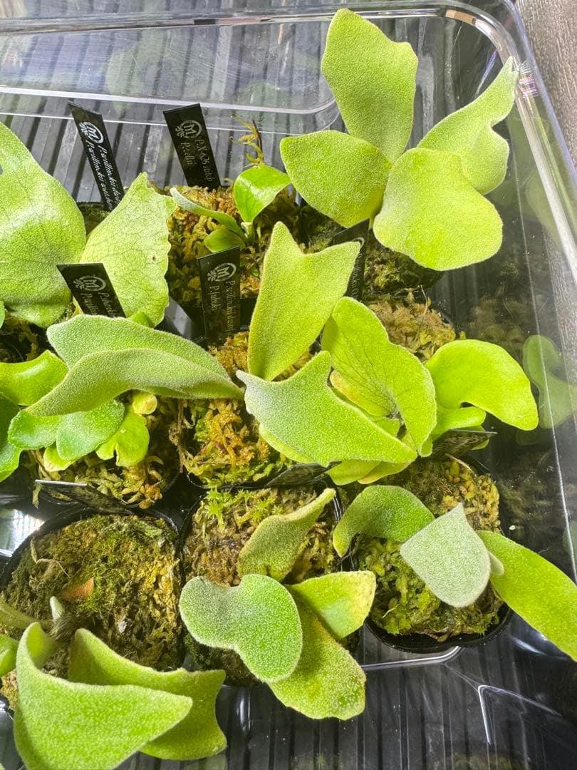 ビカクシダ　15種