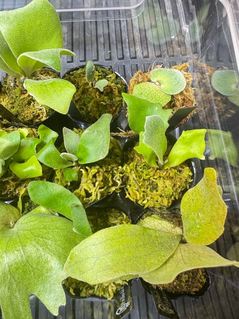 ビカクシダ　15種