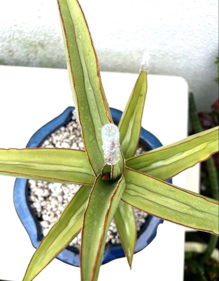 サンスベリア　ラブラノス23251 ハイパー　　イエローワンダー　希少