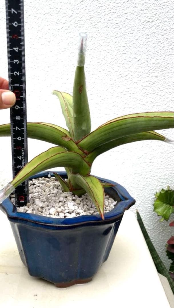 サンスベリア　ラブラノス23251 ハイパー　　イエローワンダー　希少