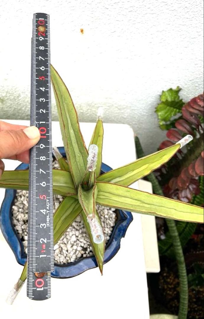 サンスベリア　ラブラノス23251 ハイパー　　イエローワンダー　希少