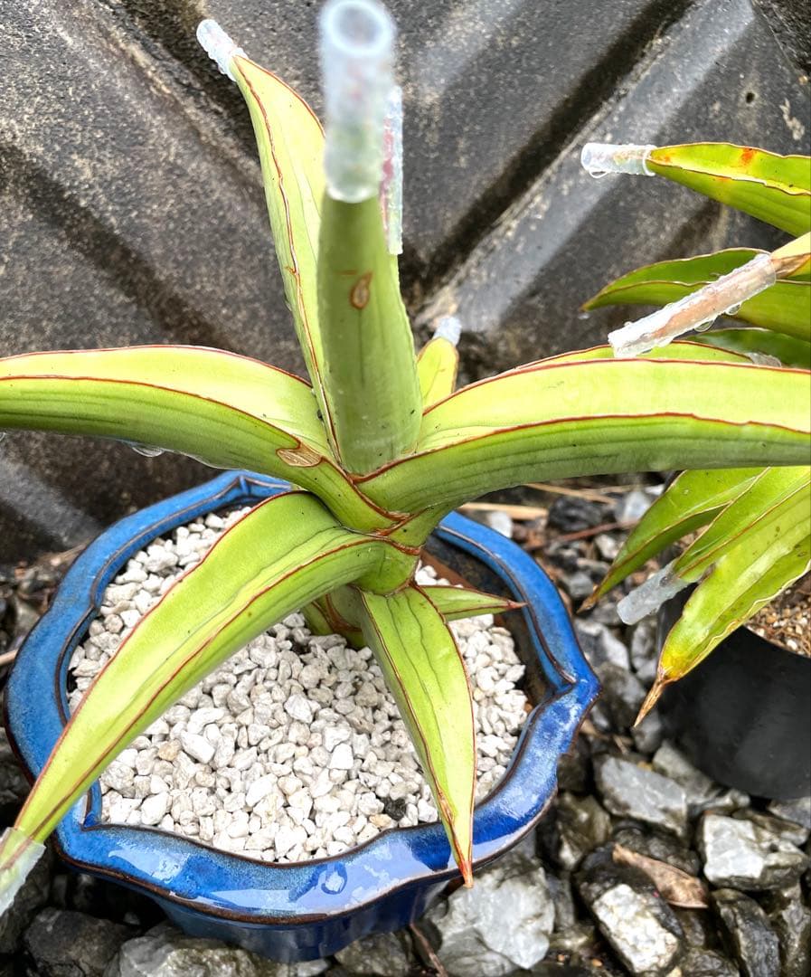 サンスベリア　ラブラノス23251 ハイパー　　イエローワンダー　希少