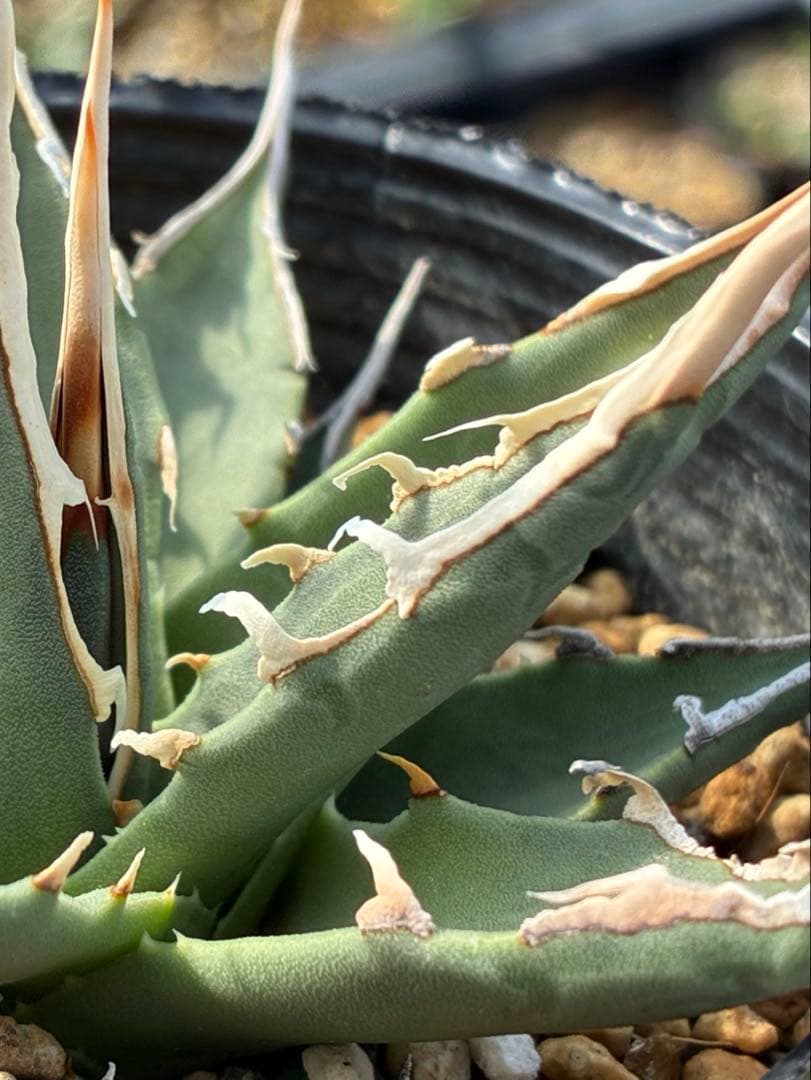 アガベ エボリスピナ　実生選抜　白棘