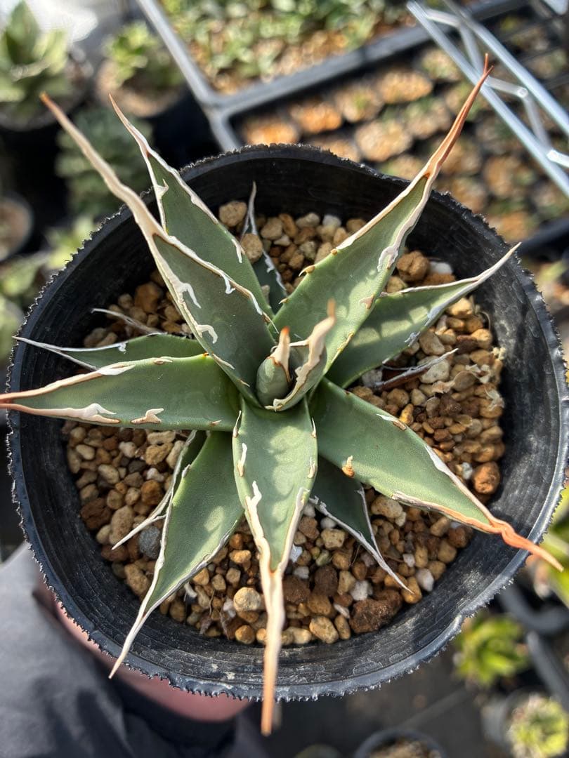 アガベ エボリスピナ　実生選抜　白棘