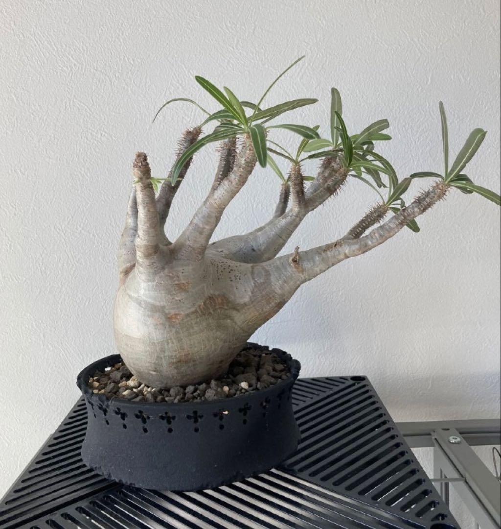 パキポディウム グラキリス 発根済 現地株 塊根植物　D.I.P鉢