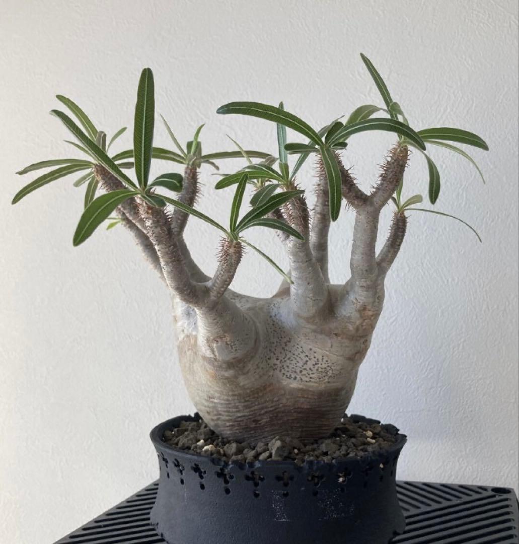 パキポディウム グラキリス 発根済 現地株 塊根植物　D.I.P鉢