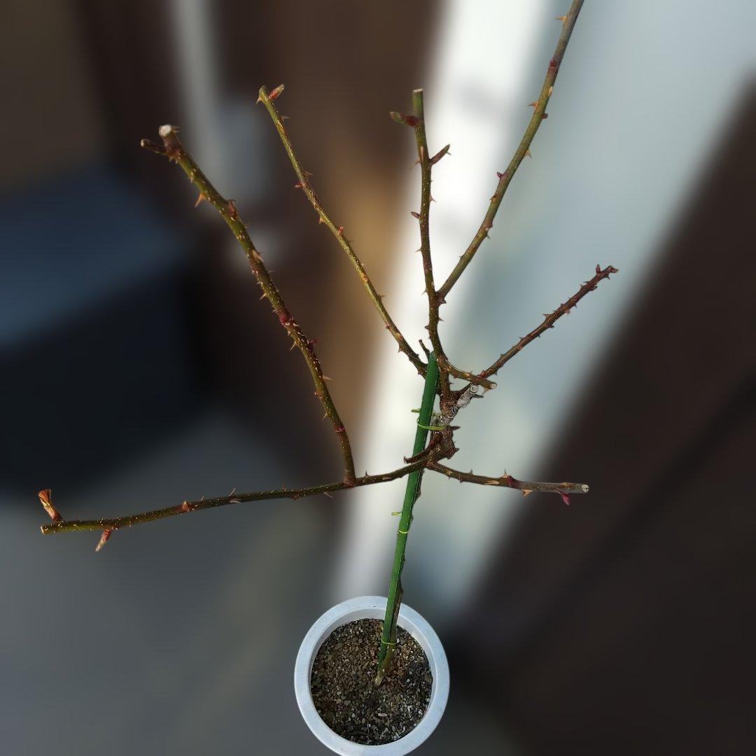 スタンダード仕立てバラ苗（ブルー花、四季咲)