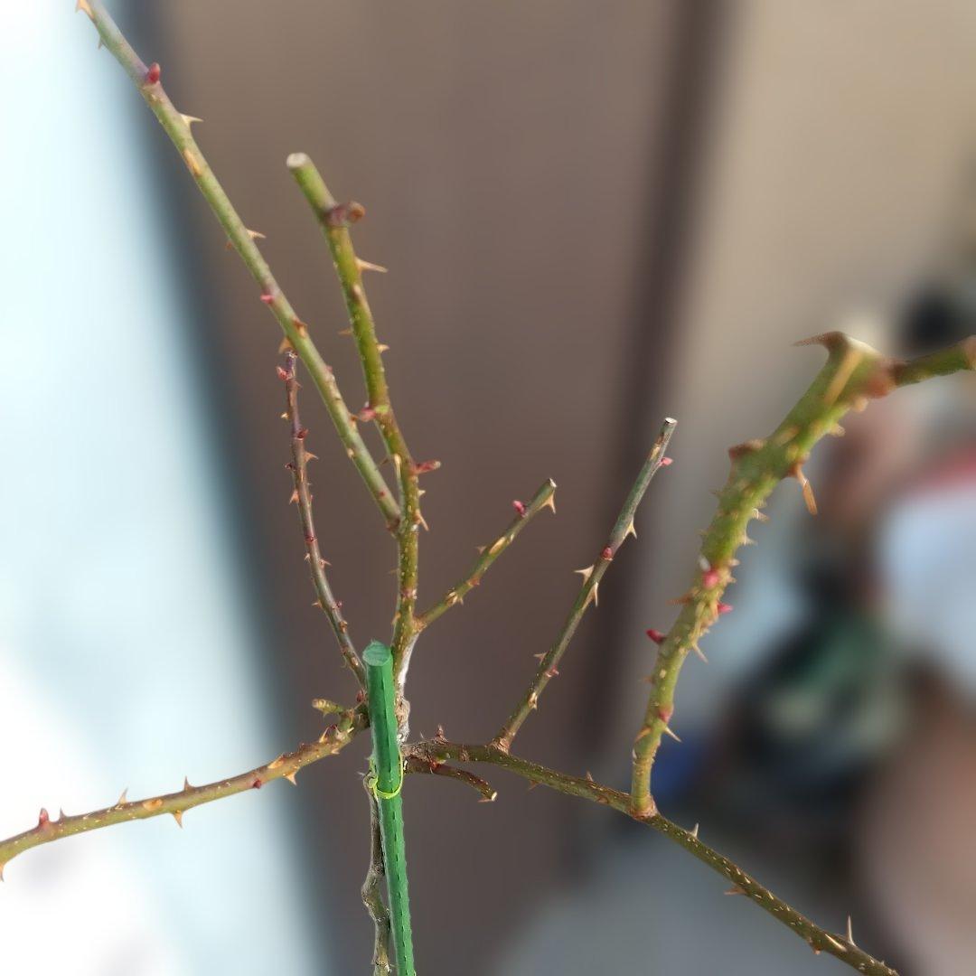 スタンダード仕立てバラ苗（ブルー花、四季咲)