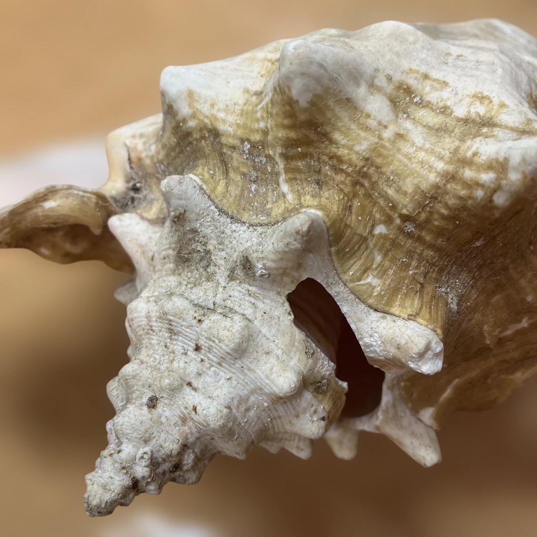 超特大　コンク貝、ピンク貝 (カリブ海産　特大サイズ　約28cm、2000g)