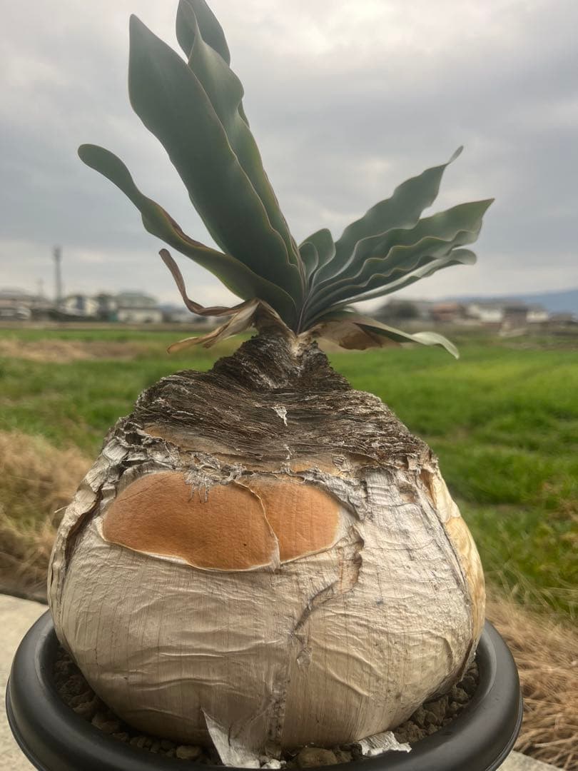 美株　ブーファン　ハエマンソイデス　鉢ごと発送　発根済