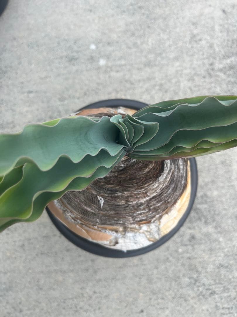 美株　ブーファン　ハエマンソイデス　鉢ごと発送　発根済