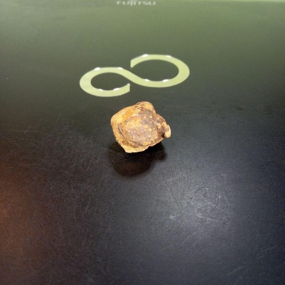 三葉虫　化石　fossil　ボリビア産　trilobite　Bolivia化石⑩