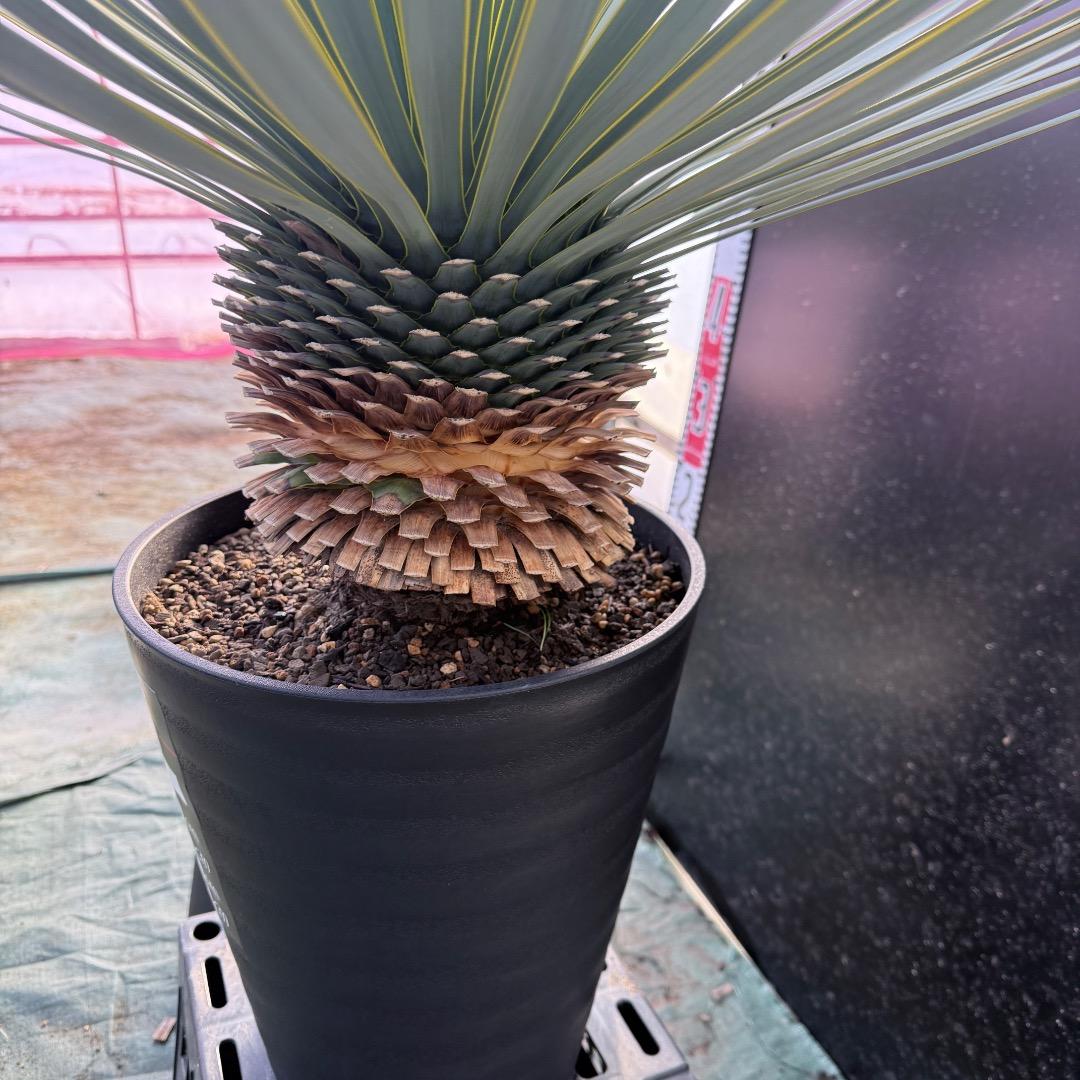 じ*も様 【AL1098】ユッカ　ロストラータ　美形　ホワイト個体