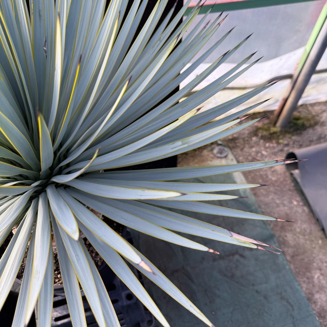 じ*も様 【AL1098】ユッカ　ロストラータ　美形　ホワイト個体