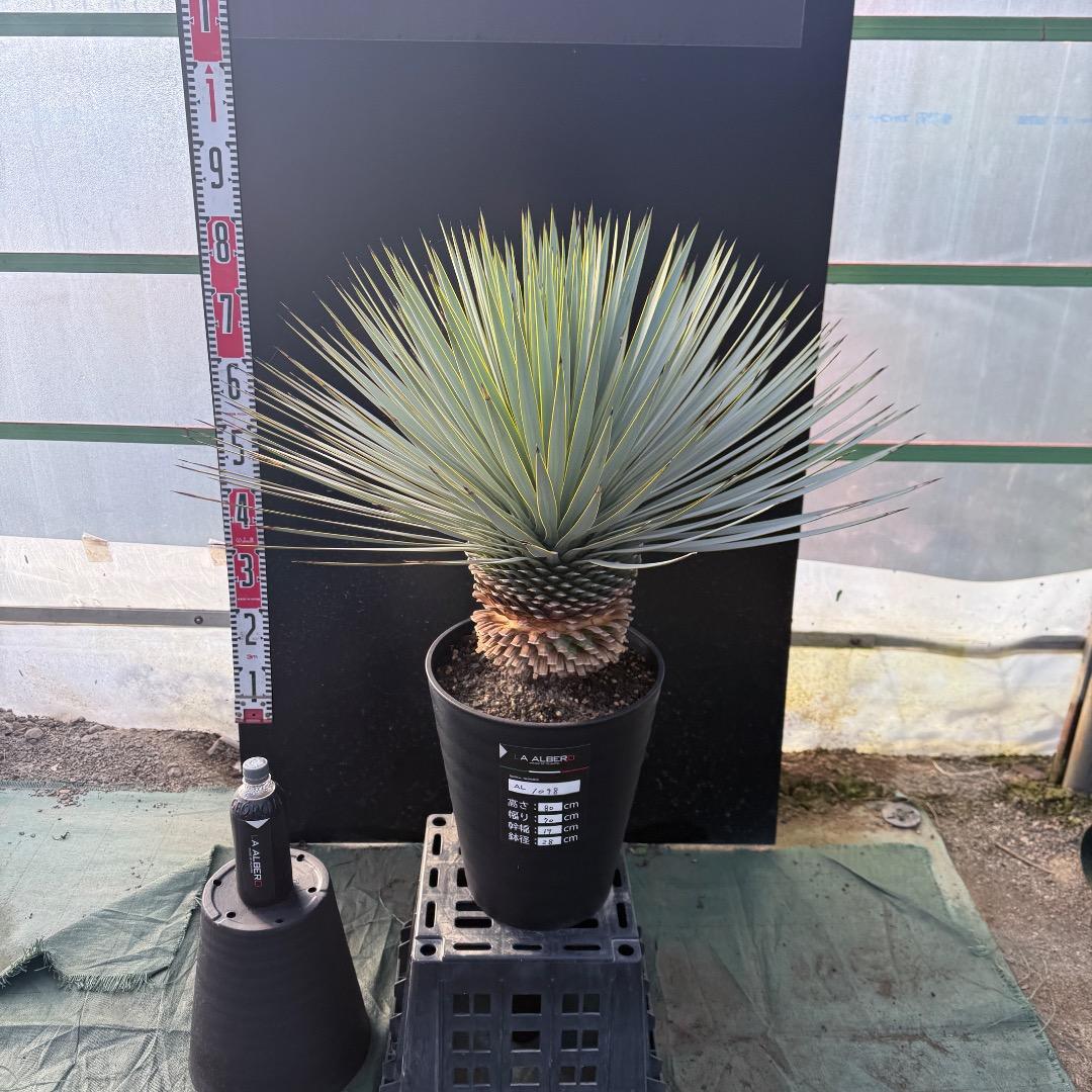 じ*も様 【AL1098】ユッカ　ロストラータ　美形　ホワイト個体