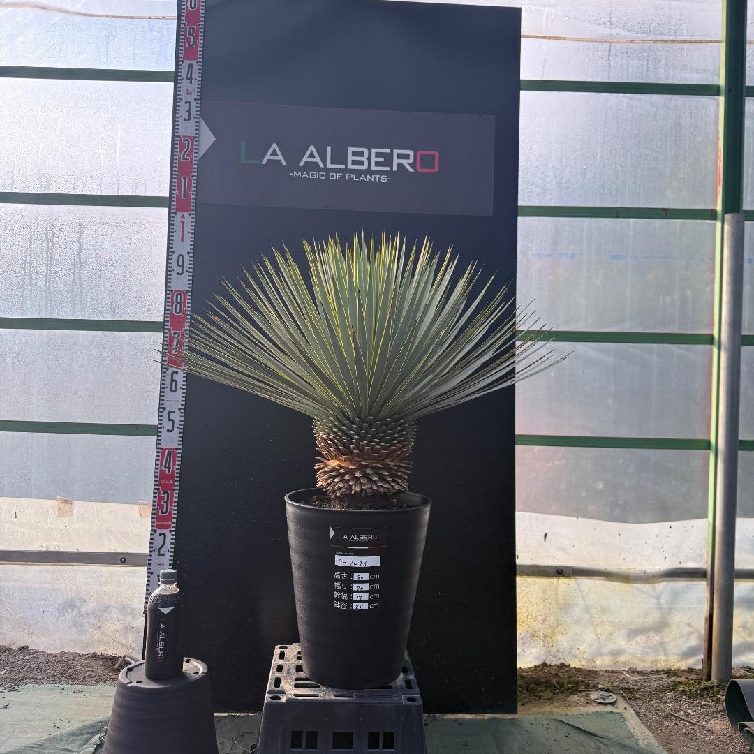 じ*も様 【AL1098】ユッカ　ロストラータ　美形　ホワイト個体