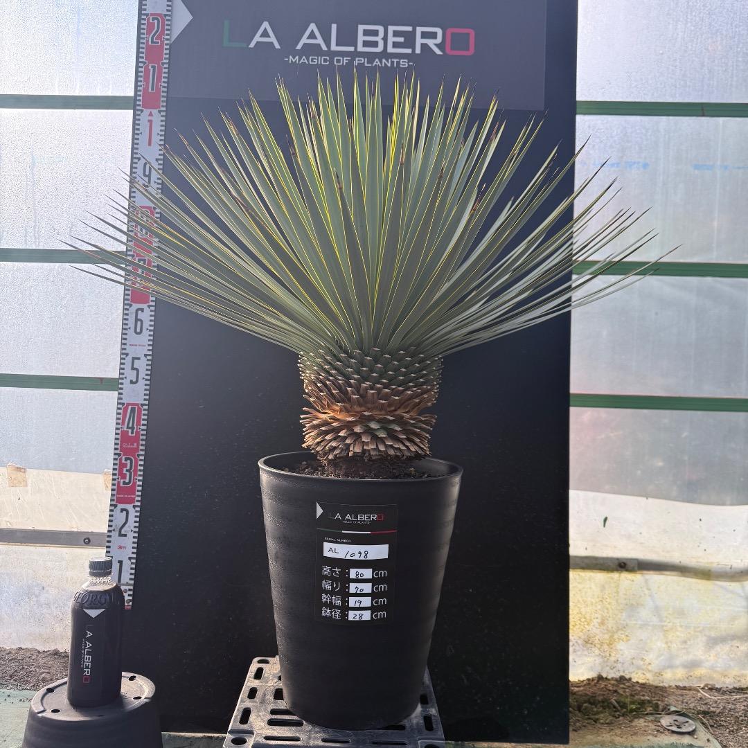 じ*も様 【AL1098】ユッカ　ロストラータ　美形　ホワイト個体