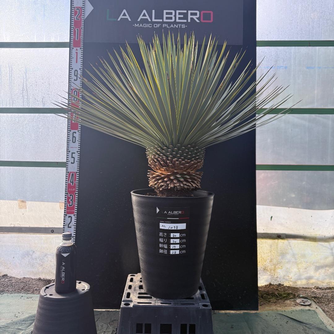 じ*も様 【AL1098】ユッカ　ロストラータ　美形　ホワイト個体