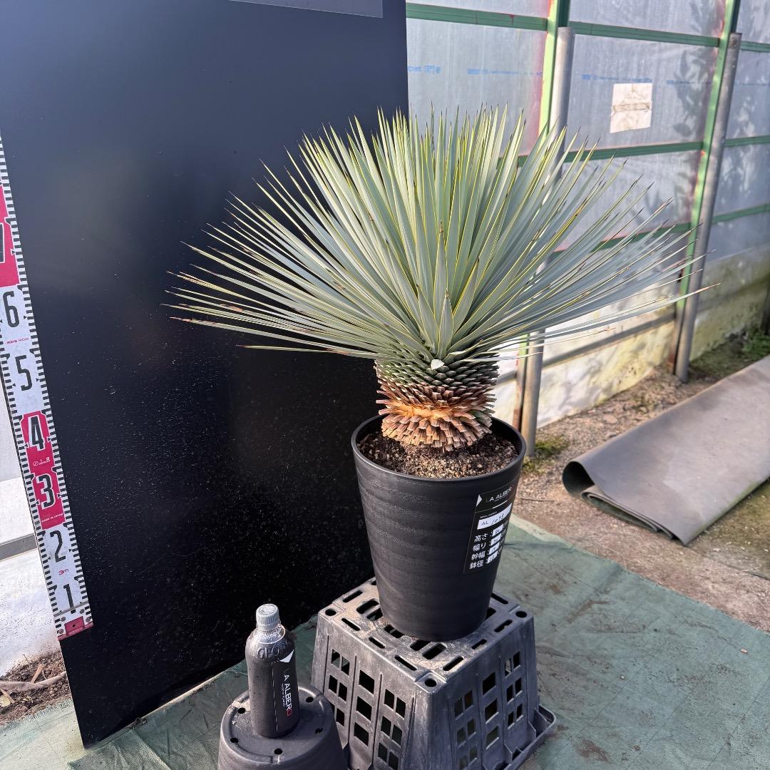 じ*も様 【AL1098】ユッカ　ロストラータ　美形　ホワイト個体