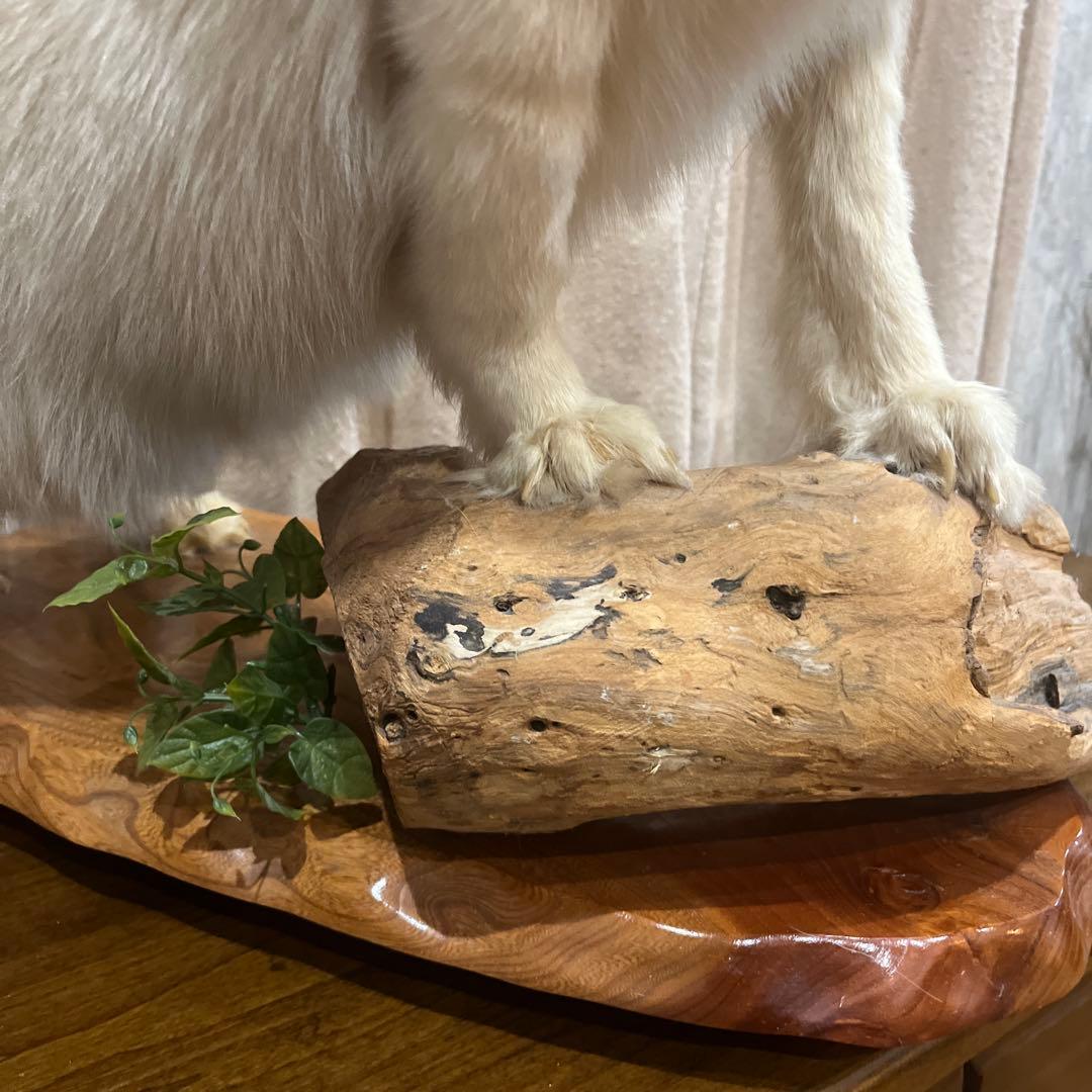 白きつね　剥製