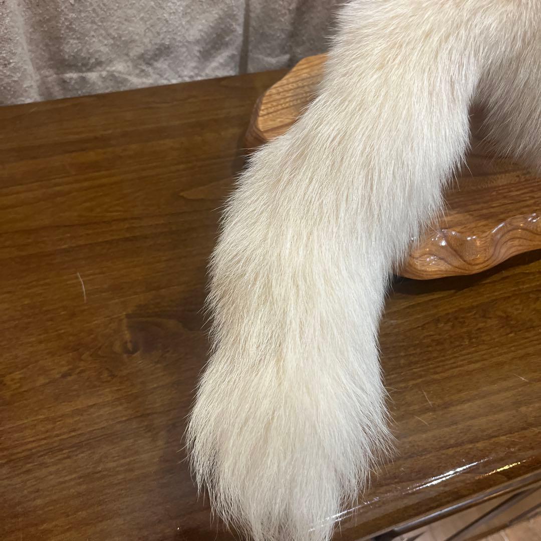 白きつね　剥製