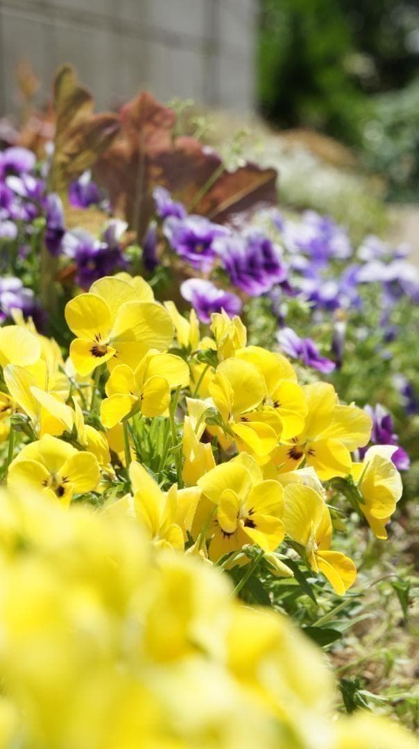 スマホ転送セット☆ソニー NEX-5☆動画撮影もGood☆珍しいゴールドカラー