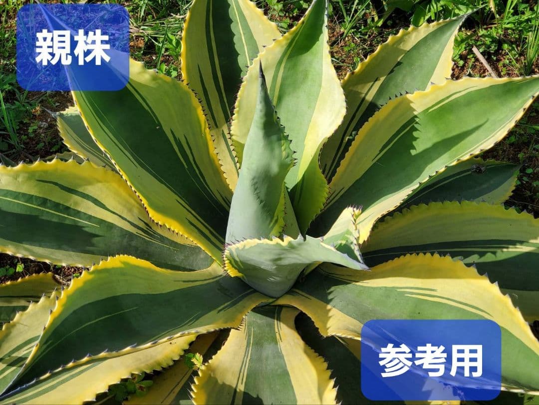 アガベ サルミアナ フェロックス リップルエフェクト