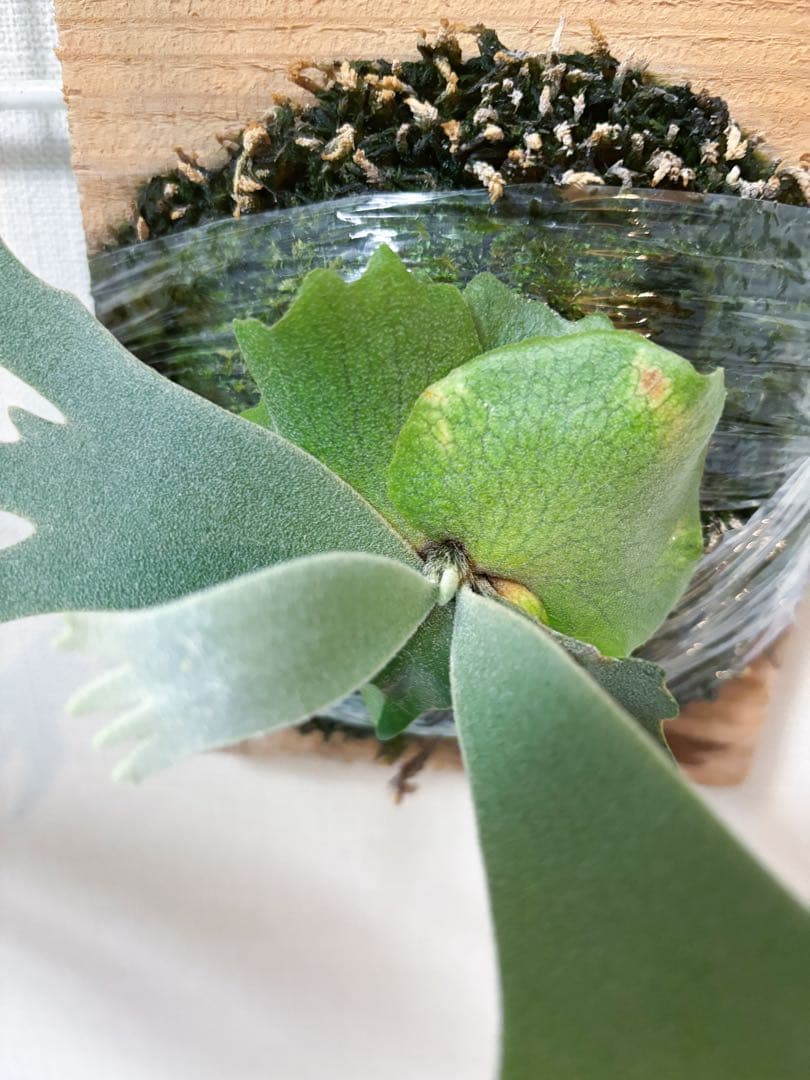 willinckii 金童×Nano ドワーフ　dwarf ビカクシダ