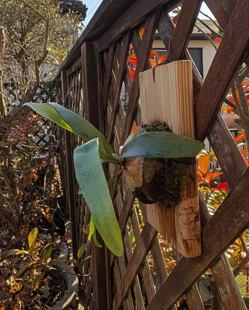 亮二 Platycerium OC 確認用