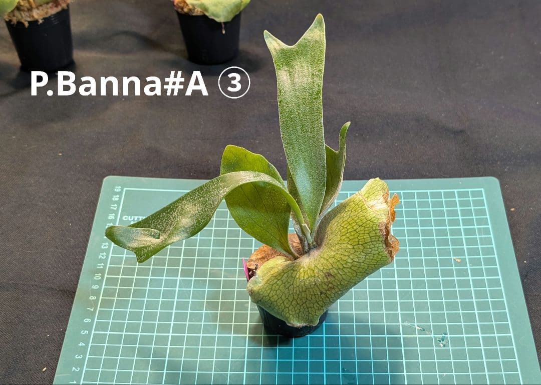 亮二 Platycerium OC 確認用