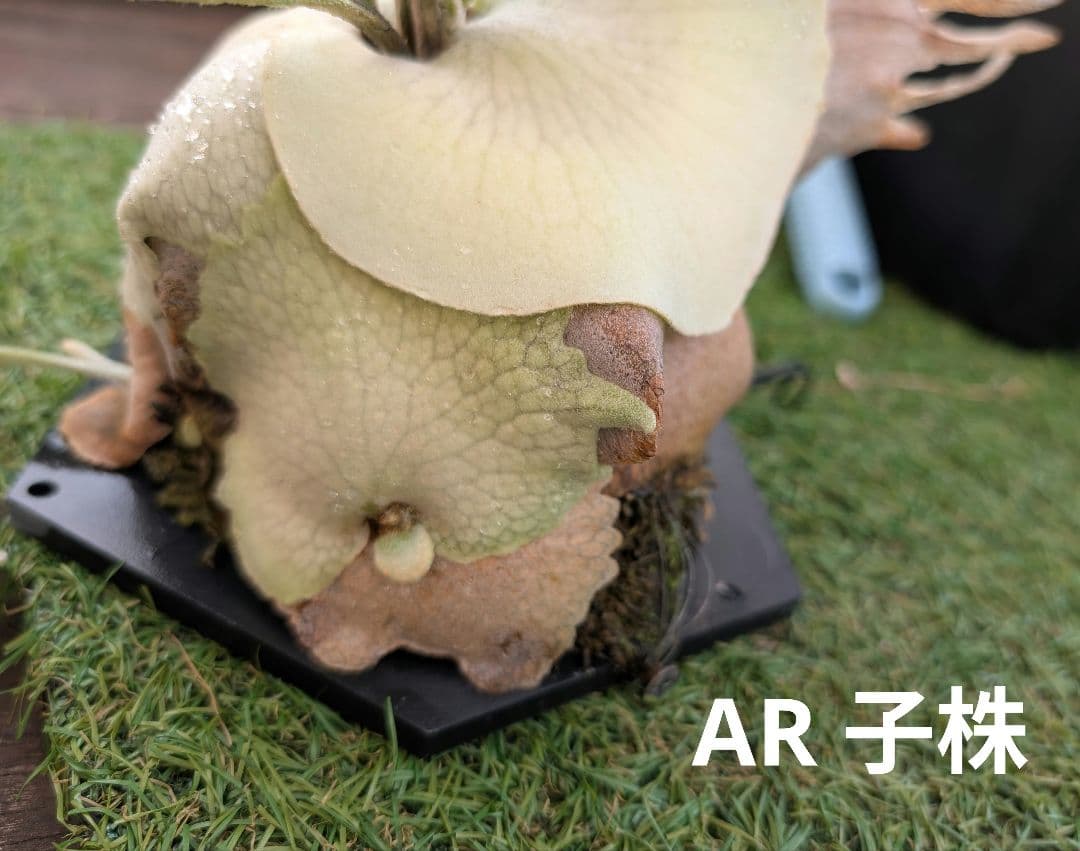 亮二 Platycerium OC 確認用